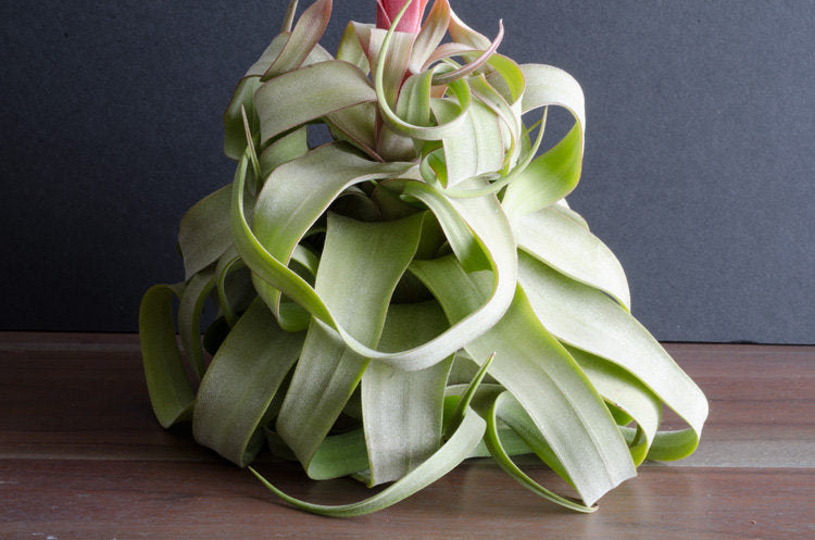 curly locks air plant Tillandsia Streptophylla: The Unique, Curly 'Shirley Temple' Air Plant