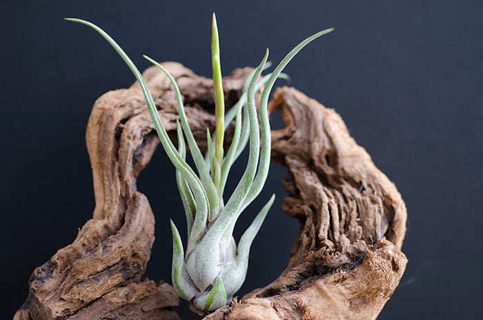Tillandsia Caput Medusae Air Plant – The Artizan Way