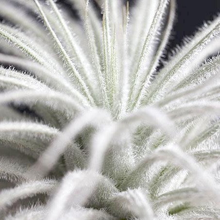 tectorum air plant care Tillandsia Tectorum