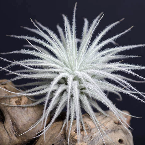 tectorum air plant Tillandsia Tectorum