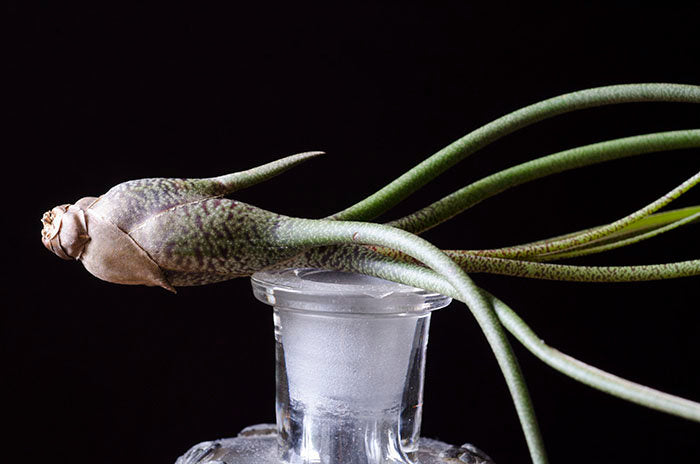 butzii air plant care Tillandsia Butzii Air Plant – The Artizan Way