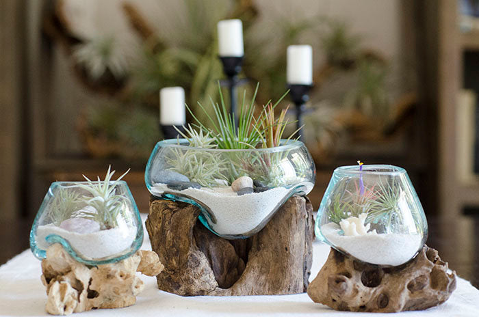 Root & Blown Glass Terrarium – The Artizan Way