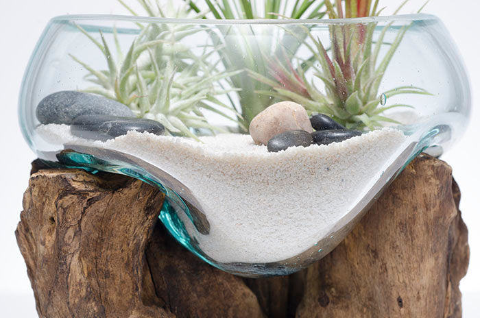 Glass and Driftwood Terrarium Glass and Driftwood Terrarium