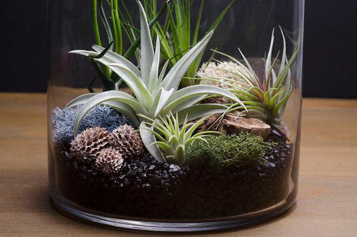 air plant terrarium large Artizan Terrarium Kit – The Artizan Way