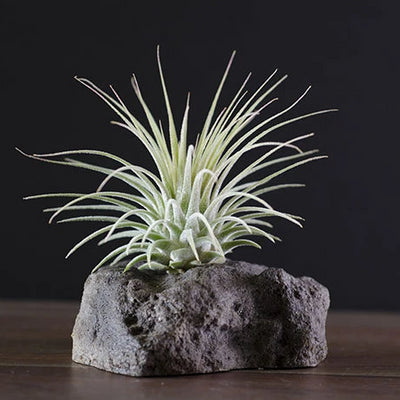 Lava Rock Air Plant Display |  Tillandsia, Succulent, Cactus, Holder, Indoor House Plant, Miniature Plant Pot, Rock Planter, Natural Texture