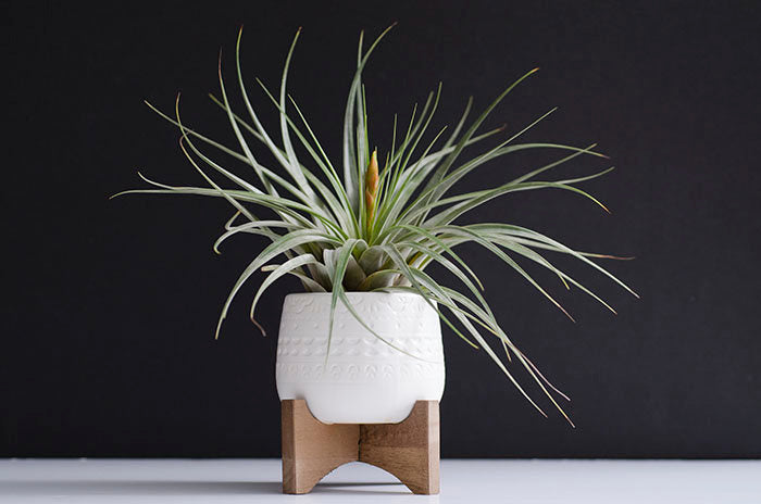 Mayan Planter – The Artizan Way