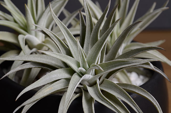 air plant harrisii Tillandsia Harrisii Air Plant – The Artizan Way
