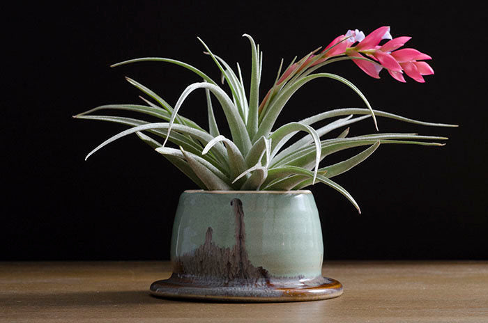 leonamiana air plant Tillandsia Leonamiana "Leo" Stricta Air Plant