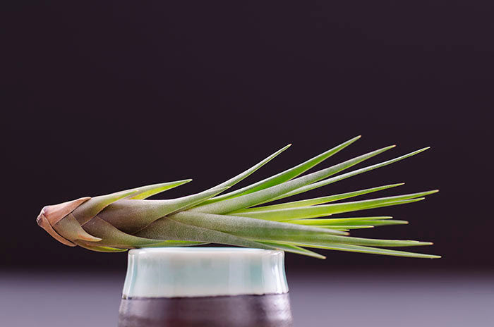melanocrater air plant Tillandsia Melanocrater Tricolor Air Plant – The Artizan Way