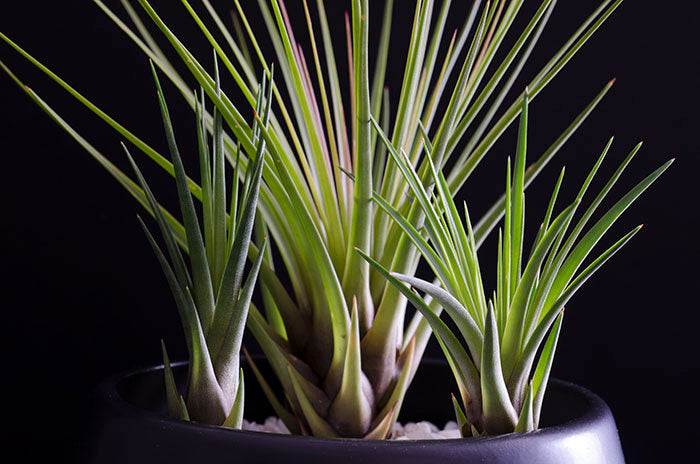 tricolor air plant Tillandsia Melanocrater Tricolor Air Plant – The Artizan Way