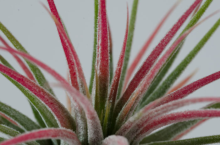 tillandsia ionantha guatemala air plants Tillandsia Ionantha Guatemala Air Plant – The Artizan Way