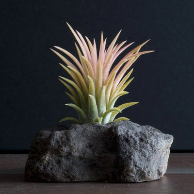 Ionantha Druid Yellow Air Plant - RARE | Tillandsia, Unusual Yellow Air Plant, Low Maintenance, Easy Care, Bromeliad, Blooming Air Plants