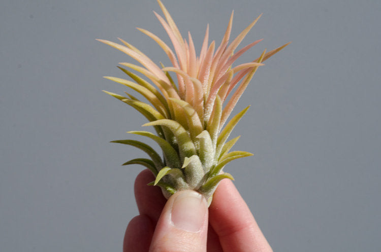 druid air plant Tillandsia Ionantha Druid -Rare Yellow Air Plant – The Artizan Way