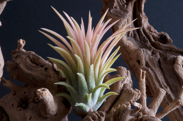 ionantha druid air plant Tillandsia Ionantha Druid -Rare Yellow Air Plant – The Artizan Way