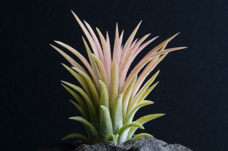 druid air plant Tillandsia Ionantha Druid -Rare Yellow Air Plant