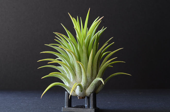 ionantha druid air plant Tillandsia Ionantha Druid -Rare Yellow Air Plant – The Artizan Way