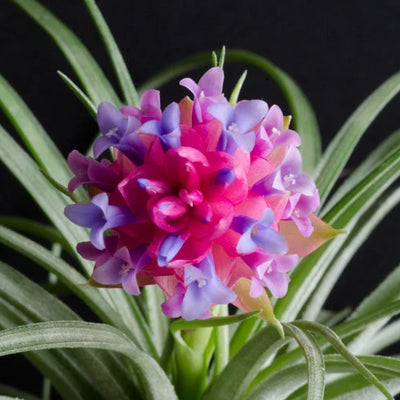 Soft Leaf Stricta Air Plant | Tillandsia, Low Maintenance, Indoor House Plant, Pink Bloom, Flowering Air Plants, Air Purifying, Succulent