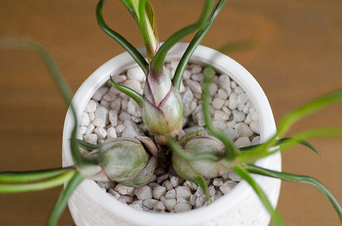 Tillandsia Bulbosa Guatemala Air Plant – The Artizan Way
