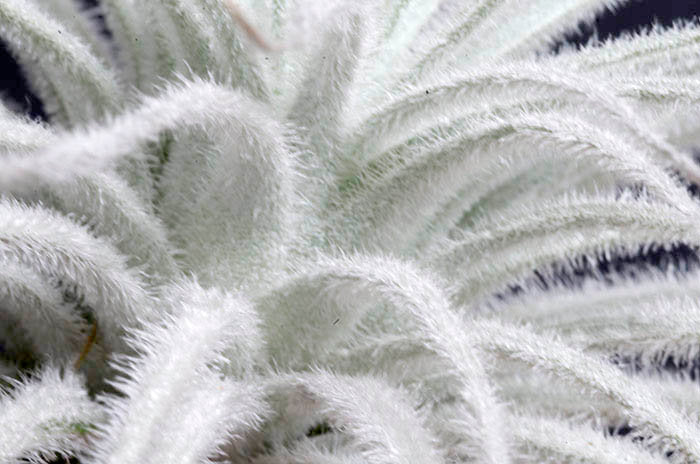 white fuzzy air plant Tillandsia Tectorum