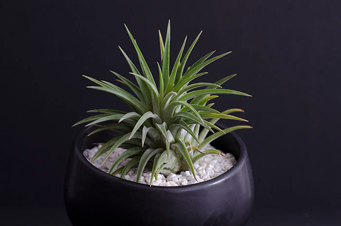 ◆　チランジア　◆　ionantha 'Albomarginata' イオナンタ・アルボマージナータ　　 チランジア・イオナンタ・アルボマルギナータ（アルボマージナータ