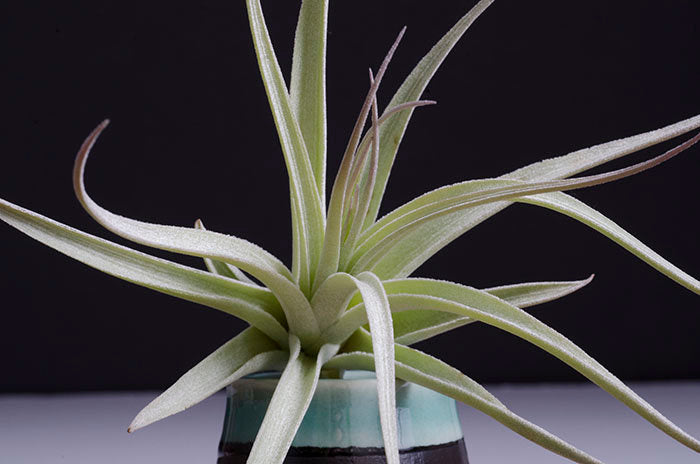 leonamiana air plant Tillandsia Leonamiana "Leo" Stricta Air Plant – The Artizan Way