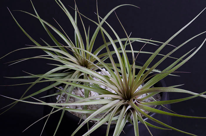 air plant stricta Tillandsia Soft Leaf Stricta Air Plant – The Artizan Way