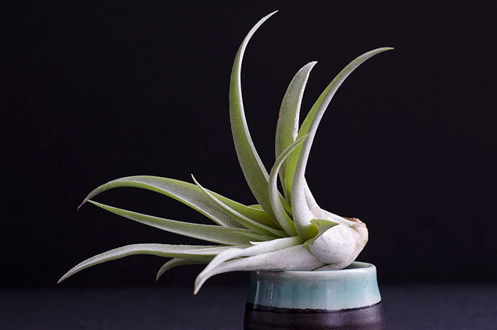 peach air plant Tillandsia Peach Capitata Air Plant – The Artizan Way