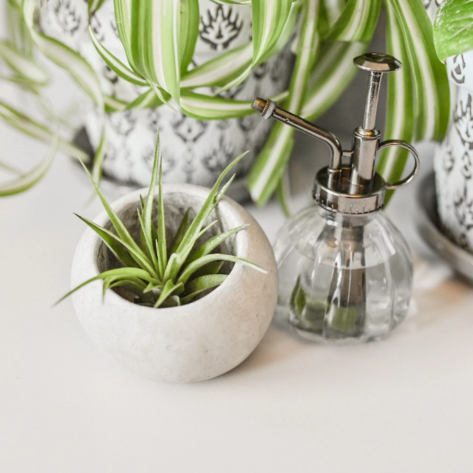 plant mister for indoor plants Vintage Plant Mister