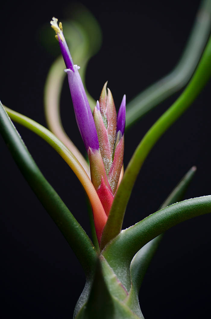 Tillandsia Bulbosa Guatemala Air Plant – The Artizan Way