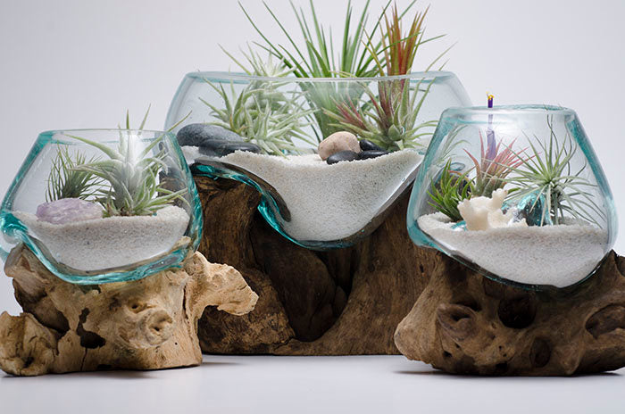 Glass and Driftwood Terrarium Glass and Driftwood Terrarium
