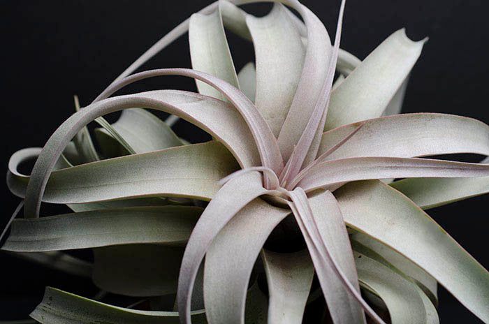 xl air plant Tillandsia Xerographica