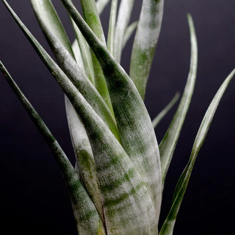 striped air plant Tillandsia Flexuosa