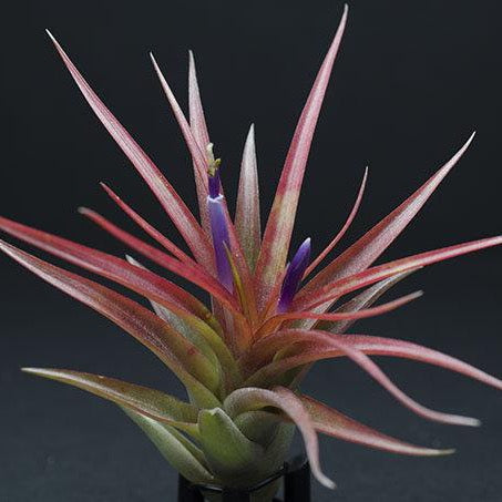 Tillandsia Brach. Multiflora Air Plant – The Artizan Way