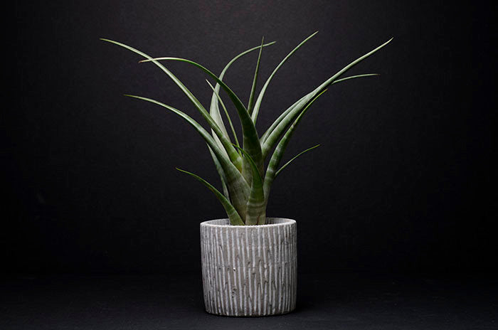 striped air plant Tillandsia Flexuosa