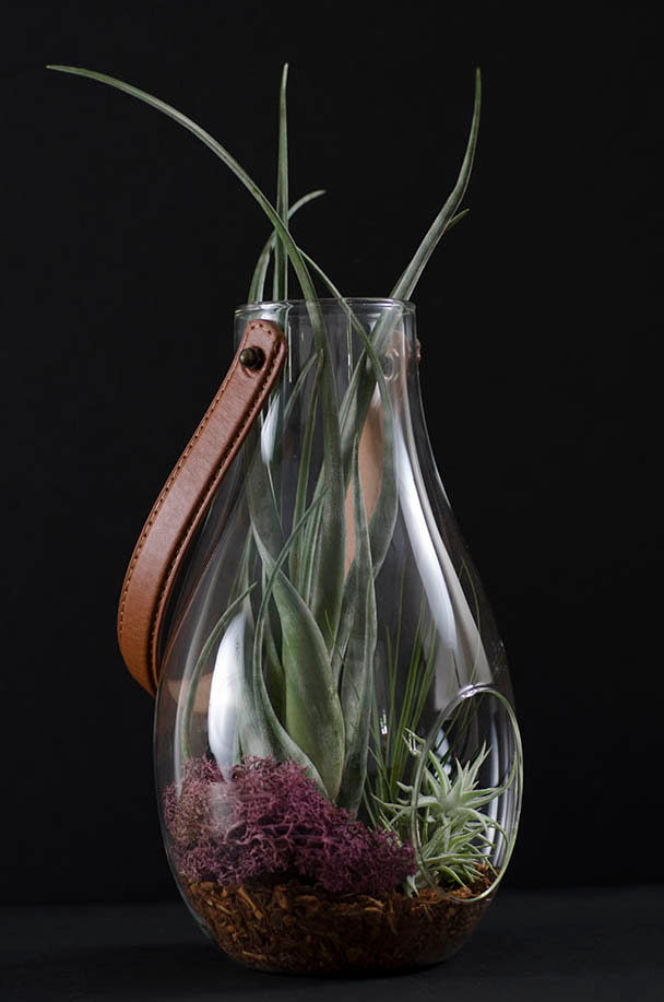 Jess Lantern Terrarium Kit – The Artizan Way