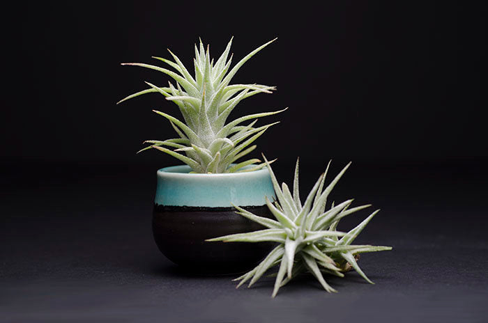 vanhyningii air plant Tillandsia Ionantha v Vanhyningii Air Plant – The Artizan Way