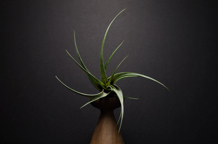 striped air plant Tillandsia Flexuosa