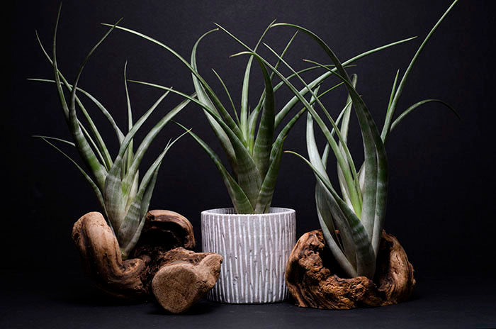 striped air plant Tillandsia Flexuosa
