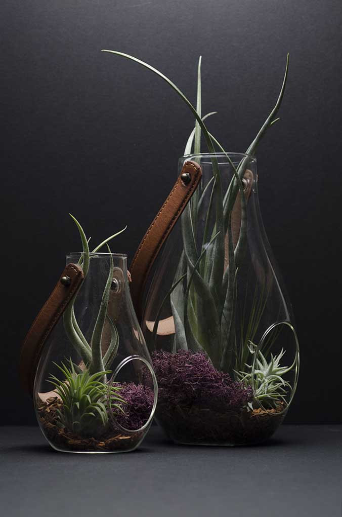 hanging plant terrarium kit Jess Lantern Terrarium Kit