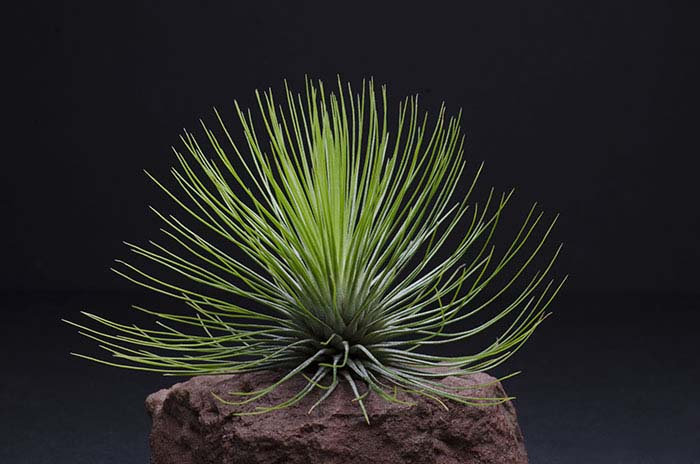 andreana air plant Tillandsia Andreana