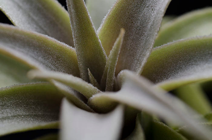 hardy air plants Tillandsia Edithae - Green Form