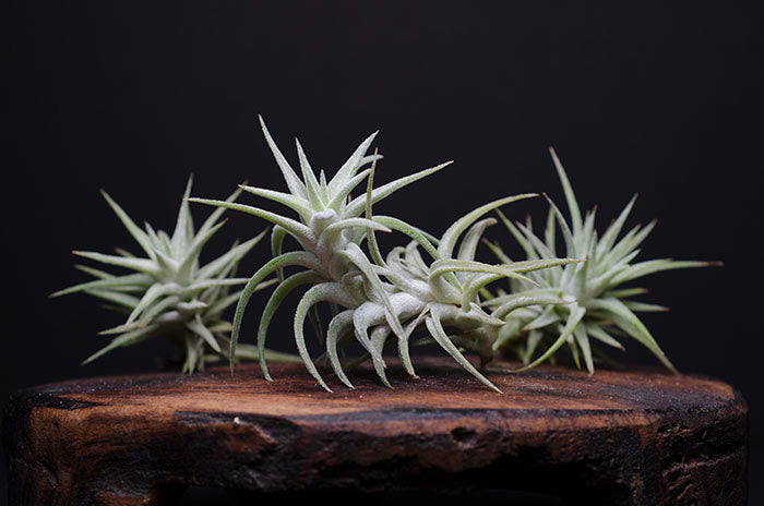 vanhyningii air plant Tillandsia Ionantha v Vanhyningii Air Plant – The Artizan Way