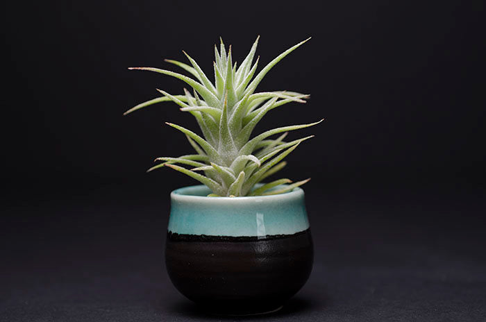 Tillandsia Ionantha v Vanhyningii Air Plant – The Artizan Way