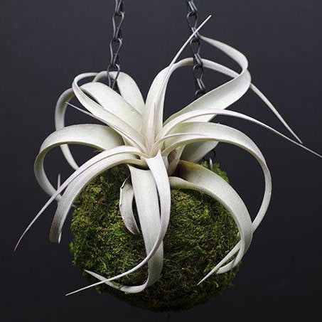 palm plant indoor care Large Lady Palm main image 1