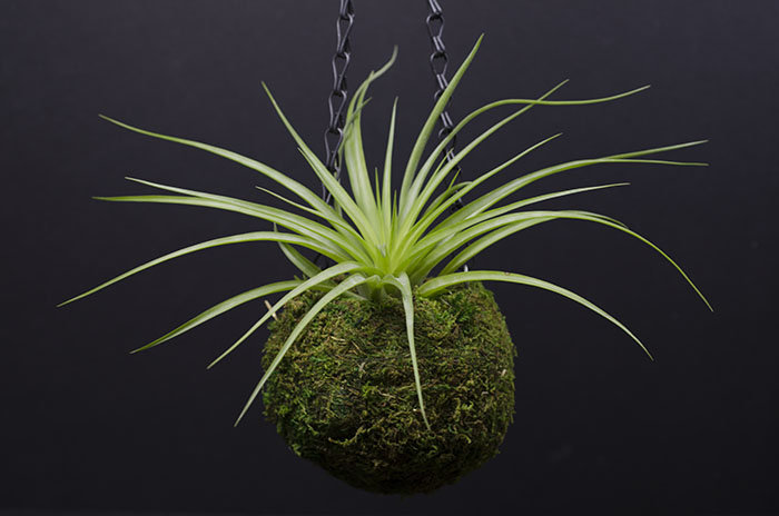 hanging moss ball planter Kokedama