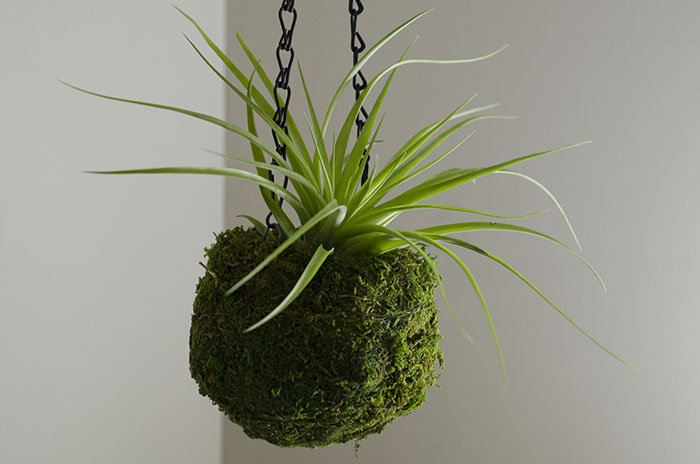 hanging moss planter Kokedama