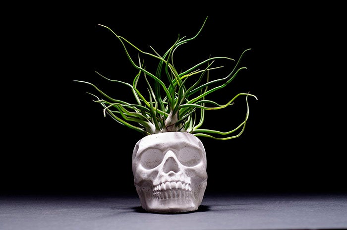 sugar skull succulent planter Sugar Skull Planter