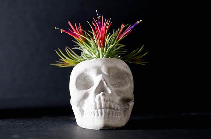 sugar skull air plant Sugar Skull Planter