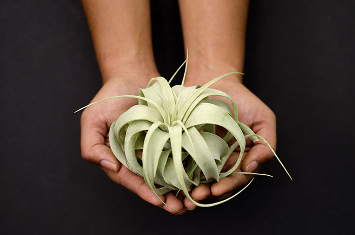 air plant queen Tillandsia Xerographica