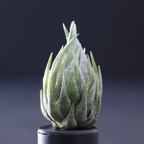 The Artizan Way Tillandsia Kautskyi